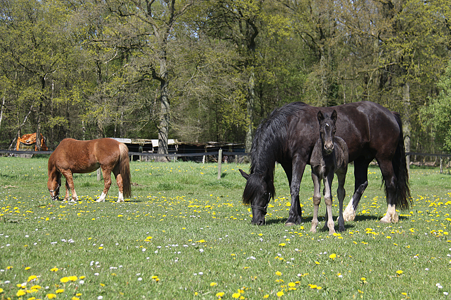 Welsh Cob CoCo 0135